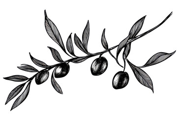 Olive branch sketch in vintage PNG engraving style, ideal for Mediterranean branding.
