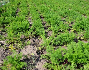 vegetable field 野菜畑 9