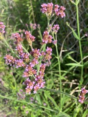 夏に咲く紫の花