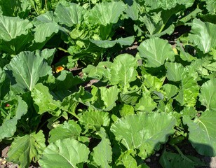Fototapeta premium vegetable field 野菜畑 6