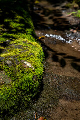 鎌倉256　杉本寺8　苔