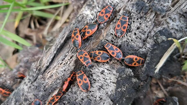 macro video of red firebugs crawling over dry wood and grass in a natural setting.