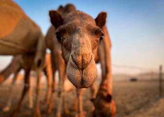 Curious Camel