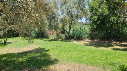 Shady Park with Green Grass and Olive Trees