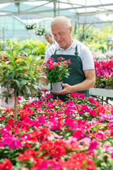 Mature male employee of garden shopping center inspects product, pot with vinca. Department with...