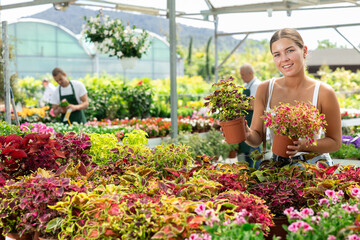 Positive girl choosing potted coleo flowers at flower farm