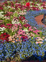flowers in the garden