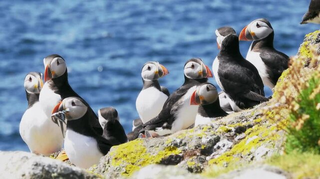 A group of Puffins (Fratercula arctica) on the Isle of May, Scotland.
