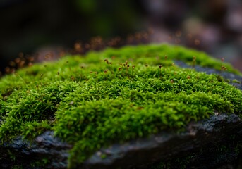 Vibrant Green Moss Close-Up: Nature's Tiny Wonders