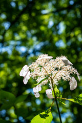 鎌倉2506　瑞泉寺5　紫陽花