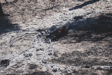 Forest Fire Suppression and Cooling Efforts