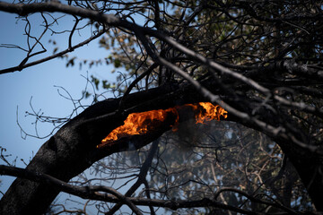 Forest Fire Suppression and Cooling Efforts