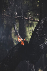 Forest Fire Suppression and Cooling Efforts