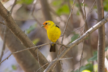 A male Western Tanager perches on a small maple branch in a forest in the mountains of Southern Utah USA and turns his head towards the left.