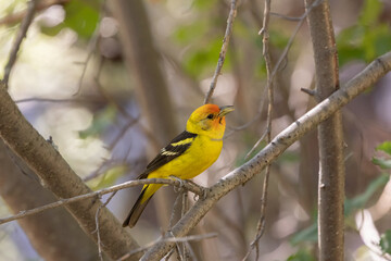 A Western Tanager perches on a small maple branch its beak slightly open, facing towards the right in a shady woodland in the mountains of Southern Utah USA on a warm summer day.