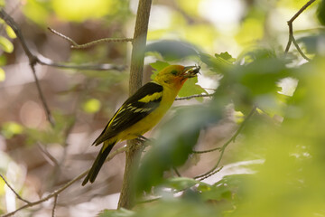 A Western Tanager perched in a maple tree opens its beak to swallow a bug that it recently caught. Dappled light filters down through the trees to make spots of light and shadow on the background.