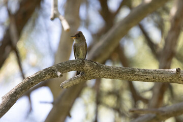 A Western Wood Pewee turns to look to the left as it sits on a branch in dappled light in a woodland in the mountains of Southern Utah USA. 