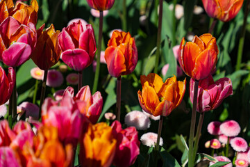 Colorful Tulips in Butchart Gardens in Brentwood Bay on Vancouver Island, Canada