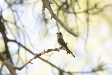 A Western Wood Peewee turns its head and sings as it perches on a pine branch in a shady forest...