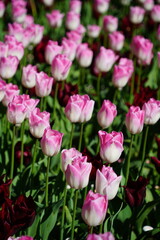 Colorful Tulips in Butchart Gardens in Brentwood Bay on Vancouver Island, Canada
