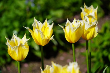 Obraz premium Colorful Tulips in Butchart Gardens in Brentwood Bay on Vancouver Island, Canada