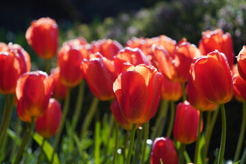 Colorful Tulips in Butchart Gardens in Brentwood Bay on Vancouver Island, Canada