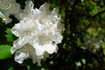 Rhododendrons at Butchart Gardens in Brentwood Bay on Vancouver Island, Canada