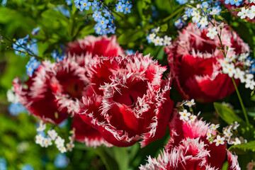 Colorful Tulips in Butchart Gardens in Brentwood Bay on Vancouver Island, Canada