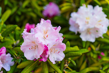 Rhododendrons at Butchart Gardens in Brentwood Bay on Vancouver Island, Canada
