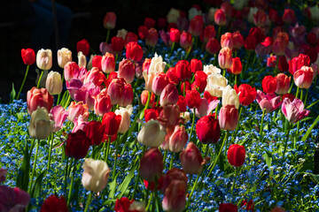 Colorful Tulips in Butchart Gardens in Brentwood Bay on Vancouver Island, Canada