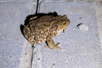 A brown and tan toad sits on a paved surface, its rough, bumpy skin and orange eyes with horizontal pupils clearly visible. The concrete tiles and scattered pebbles add natural texture.