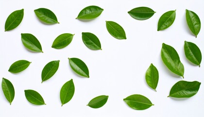 Fresh green citrus leaves on white background