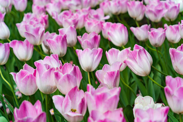 Colorful Tulips in Butchart Gardens in Brentwood Bay on Vancouver Island, Canada