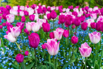 Colorful Tulips in Butchart Gardens in Brentwood Bay on Vancouver Island, Canada