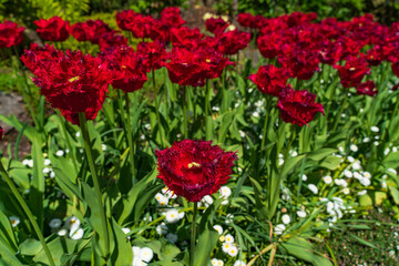 Colorful Tulips in Butchart Gardens in Brentwood Bay on Vancouver Island, Canada