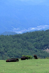 大川原高原の放牧牛　初夏　（徳島県　佐那河内村）