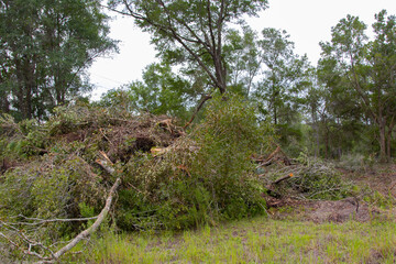 Native forest habitat destroyed for new housing construction in north central Florida