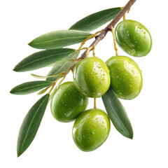 green olives with leaves on branch isolated on transparent or white background. A high resolution PNG image of green olives with leaves on branch.