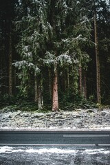 snow covered trees