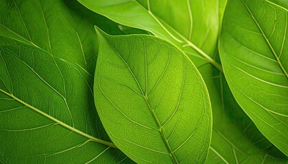 Vibrant Green Leaves with Detailed Veins Background