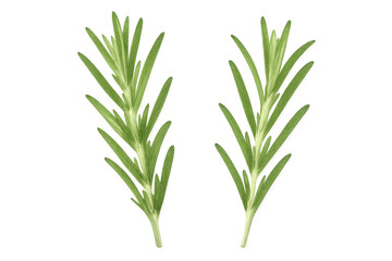 Fototapeta premium Verdant rosemary sprigs displaying fresh green foliage, highlighting botanical details against clean transparent surface