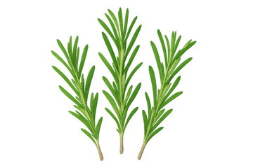 Fototapeta premium Three vibrant rosemary sprigs, ready to add flavor and aroma to culinary creations, isolated on a transparent background