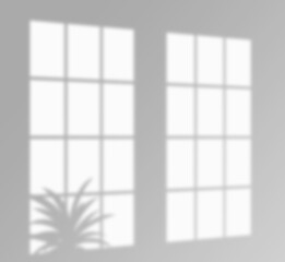 Window Shadow and Plant Silhouette on a Wall