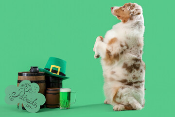 Australian Shepherd dog with card and beer on green background. St. Patrick's Day celebration
