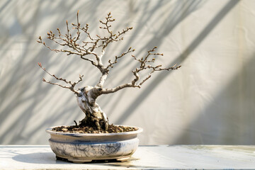 Dead Bonsai in cracked ceramic pot with upright silhouette and light branch buds against pale wall and cast shadows