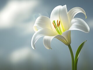 Elegant White Lily Flower Blooming Under Blue Sky