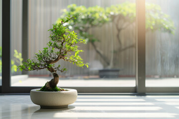 Bonsai in a Modern Home surrounded by sunlight with light shadows and visible outdoor courtyard through large glass windows