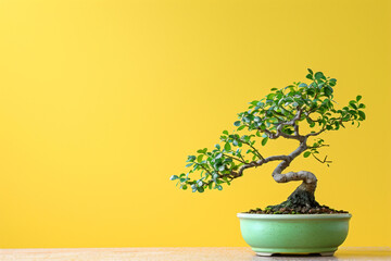 Bonsai in Copy Space placed on yellow background with simple lines and strong green foliage in ceramic pot
