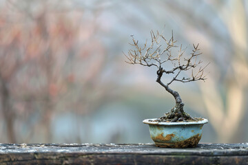 Dead Bonsai miniature with sparse branches and mossy pot set on weathered wood in soft outdoor background