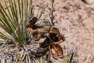 Yucca baileyi is a plant in the family Agavaceae. Toadstool Hoodoos Trail, Kane County, Utah